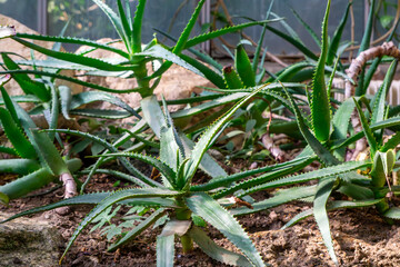 Aloe vera, Aloe barbadensis – a species of perennial plant native to Africa and Asia Minor in natural conditions. Medicinal plant.