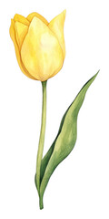 PNG A yellow tulip flower illustration watercolor art.