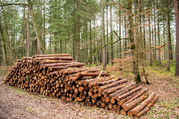 Deforestation and logging. Stack of cut wood. Wood log, timber logging. Harvest of timber. Lumber industry business. Deforestation. Tree log in forest. Pine tree log. Softwood lumber