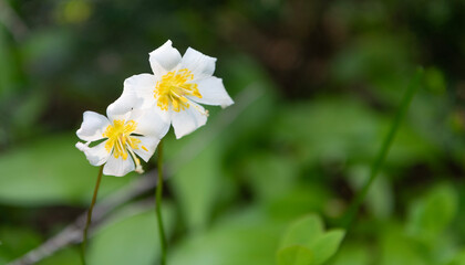 Erythronium montanum blossom. Avalanche lily garden flower with fragile petals. Lily flower in nature. Summer nature. Flowering Erythronium, copy space. Flower of lily plant. Floral nature