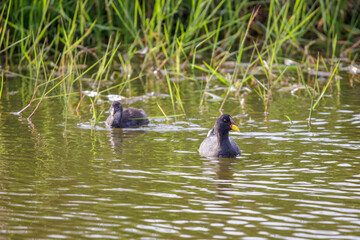 Red-fronted Coot (Fulica rufifrons) and her chick swimming in a lagoon.