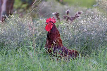 Chicken (Gallus gallus domesticus) peeking out from the grass.