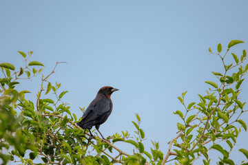 Chestnut-capped Blackbird (Chrysomus ruficapillus) perched on a tree.