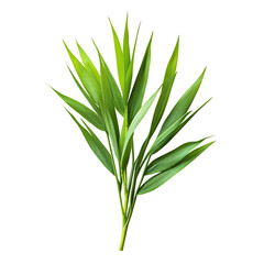 Obraz premium Fresh Lemongrass Sprig with Long Green Stalk Isolated on Transparent Background