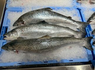 Salmon fresh sea fish on ice. Tray with healthy seafood in the shop