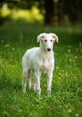 Fototapeta premium Elegant Borzoi Puppy Standing in a Green Meadow – Graceful Young Russian Wolfhound