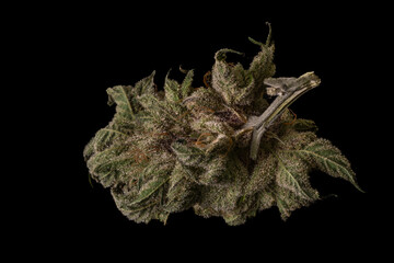 French cookies variety of dry marijuana blossom on shiny black table