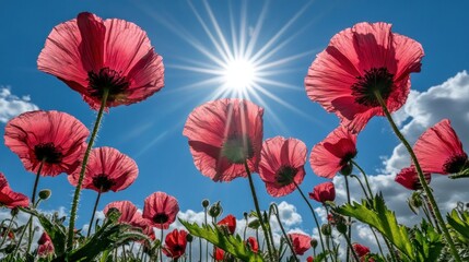 Fototapeta premium Pink Poppies Under Sunny Sky