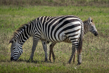 Eine Zebramutter mit ihrem Zebrajungen grast im Ngorongoro Krater in Tansania Afrika