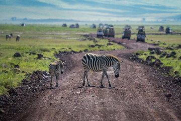 Eine Zebramutter überquert mit ihrem Zebrajungen eine Straße bzw. Schotterpiste im Ngorongoro Krater in Tansania Afrika Tarangire, im Hintergrund Safari Fahrzeuge © Lars
