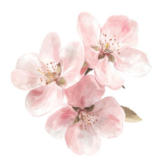 Fototapeta premium PNG Crab apple blossoms petals illustration elegant.