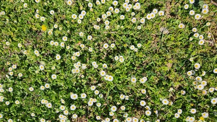 The white daisy (Bellis perennis), weaving patterns with its tiny flowers on green grass in spring, is undoubtedly the most beloved wildflower of the season © cilicia
