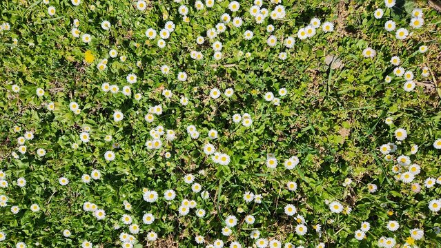 The white daisy (Bellis perennis), weaving patterns with its tiny flowers on green grass in spring, is undoubtedly the most beloved wildflower of the season