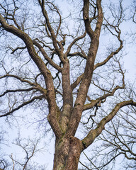 tree with blue sky