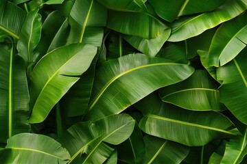 Vibrant green tropical forest leaves provide a lush, natural backdrop for any setting