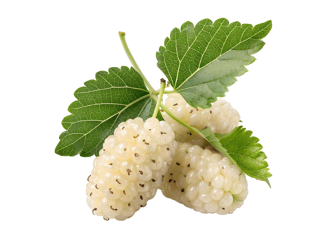Fresh white mulberries isolated on a transparent white background PNG cutout for seamless design use
