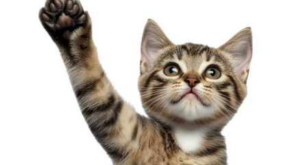 Adorable Kitten Reaching Up