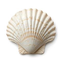 sea shell isolated on white