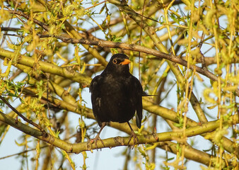 Blackbird on a tree branch. Turdus merula