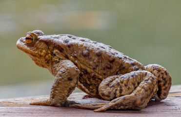 Close-up with the profile of a Common toad (Bufo bufo) standing on the pond