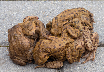 A group of many common toads (Bufo bufo) during mating