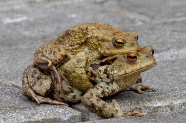 Close-up of two common toads (Bufo bufo) during mating