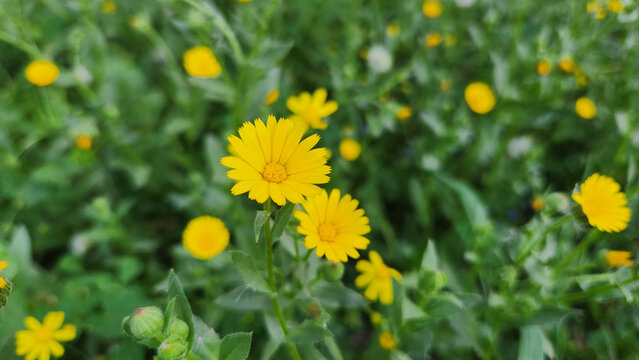 Calendula arvensis is a species of flowering plant in the daisy family known by the common name field marigold