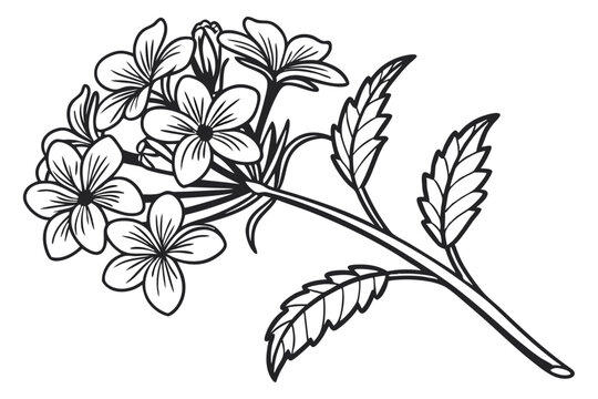 Beautiful Verbena Blossom Vector &ndash; Floral Digital Art