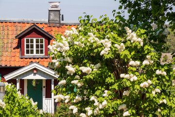 Picturesque Swedish red wooden house with a red tile roof, surrounded by lush greenery and blooming white lilac flowers.