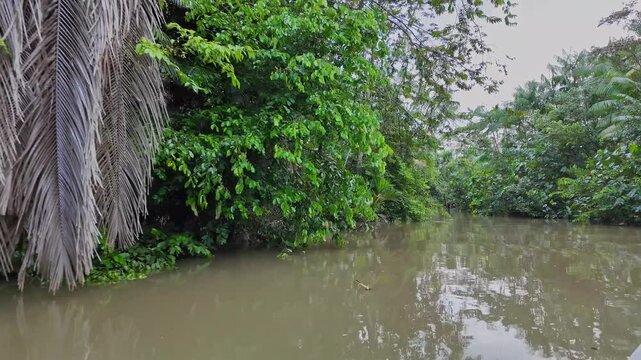 River boat tour on the Guama River at Belem do Para, a city on the north area of Brazil. Naturalistic green area by amazon forest.