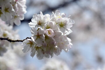 Nahaufnahme von weißen Frühlingsblüten