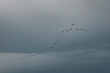 A diagonal line of birds in flight soars across a clear blue sky, captured in silhouette, symbolizing migration, unity, and freedom. Includes ample copy space.