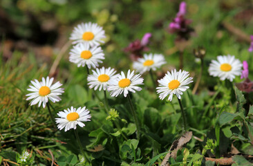 White delicate daisies in a meadow in spring
