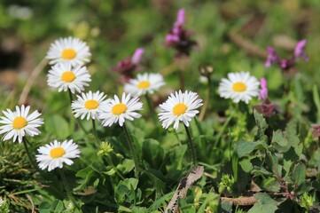 White delicate daisies in a meadow in spring
