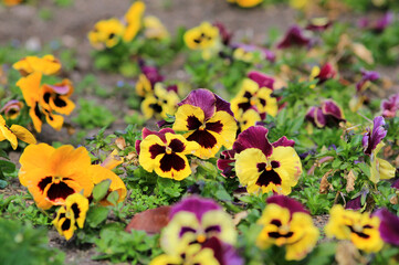 Pansy flowers or spring garden viola tricolor in spring garden. Gardening, landscape design,...