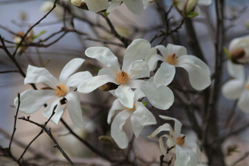 Delicate magnolia flowers in close-up on a blurred sky background
