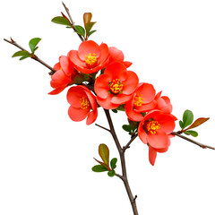Fototapeta premium A branch with vibrant red flowering quince blossoms on a transparent background.