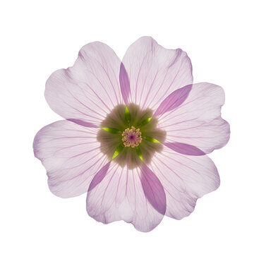 A rare Oregon checkermallow (Sidalcea oregana) with pale lilac petals, radiating a pearly sheen that glows under soft lighte on a transparent background.