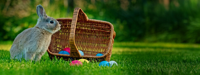Gray rabbit standing on green grass next to a wicker basket filled with colorful Easter eggs, with a blurred garden in the background.
