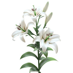 White Lily Flower 3D Model Isolated on Transparent Background