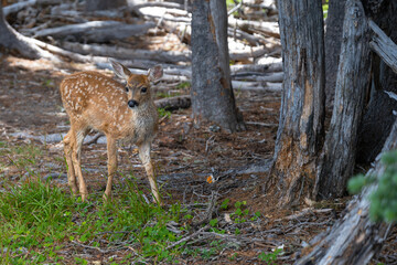 Young Deer on the Hurricane Ridge in the Olympic National Park, WA