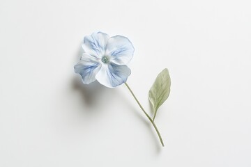 Obraz premium Single light blue pansy flower with stem and leaf on white background.