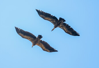 eagle in flight
