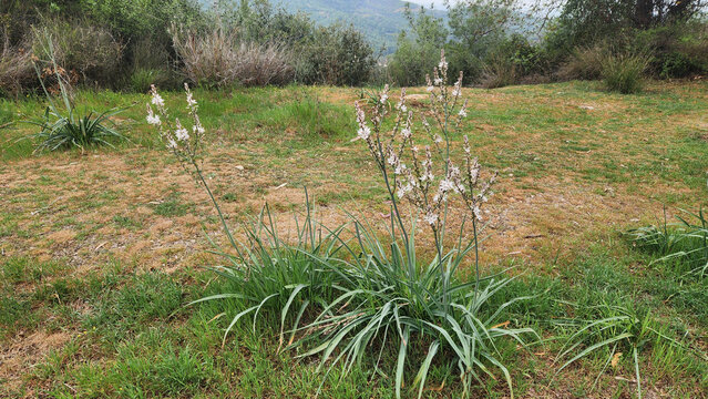 Common asphodel (Asphodelus aestivus) in spring