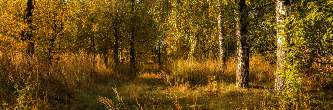 picturesque autumn dense birch forest with lush foliage, tall grass and overgrown path in warm morning light. vibrant colors of October. widescreen side view in 15x5 format