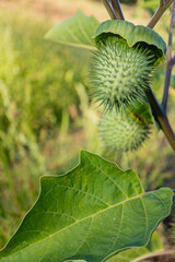 Close-up of Datura stramonium plant with spiky spherical fruit and large green leaves. Blurred natural background. Poisonous plant commonly found in wild environments.  
