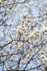 white almond flowers against blue sky and tree branches, spring czech republic