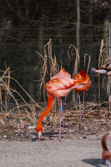 A vibrant pink flamingo is captured bending its long neck towards the ground, seemingly searching...