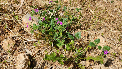 The modest pink beauty of the Mediterranean meadows, the Mediterranean stork's bill (Erodium malacoides), greets even the simplest glances every spring.