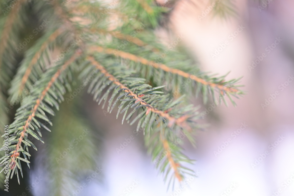 Aufkleber a detailed view of a pine tree branch with needles and bark.